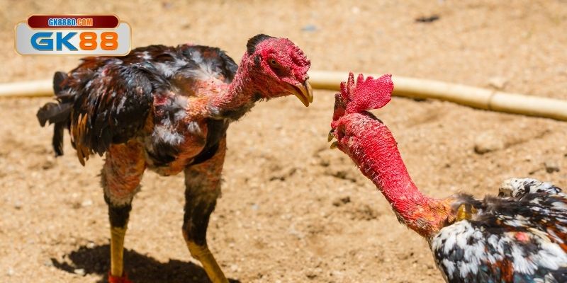 Phân định tỷ số cực kỳ chuẩn